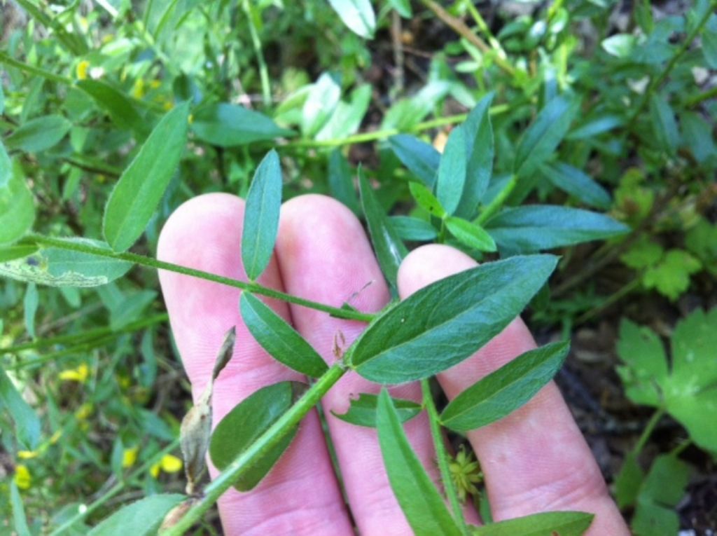 Genista tinctoria